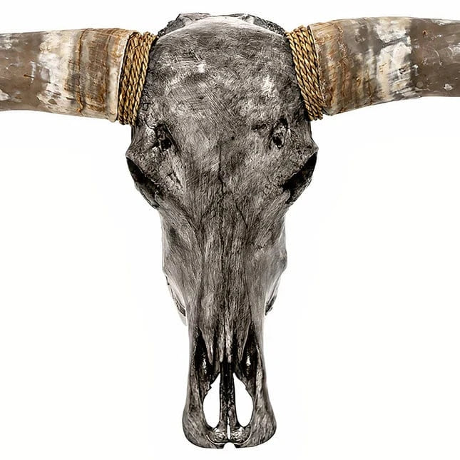 Skull Bliss Skull Longhorn Skull - Grey Storm